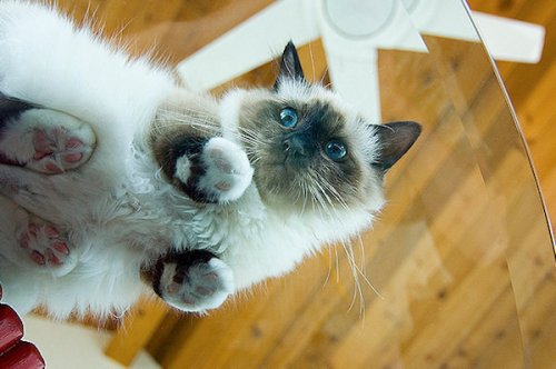 Забавные кошки на стекле: вид снизу (22 фото)