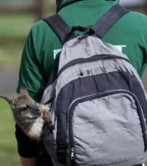 Животные в рюкзаках (10 фото)