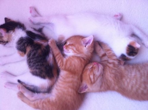 Спящие котята (34 фото)