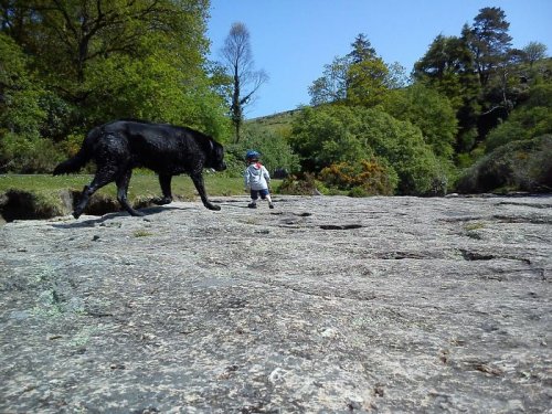 Собаки, которые на снимках выглядят гигантами (19 фото)