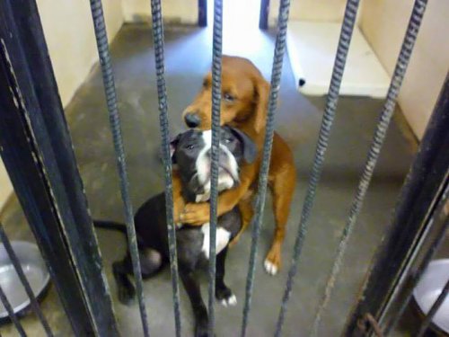 Объятия, спасшие жизнь двум собакам (3 фото)
