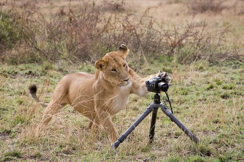 Животные, которые хотят быть фотографами (31 фото)
