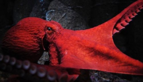 Топ-10: Удивительные и необычные осьминоги