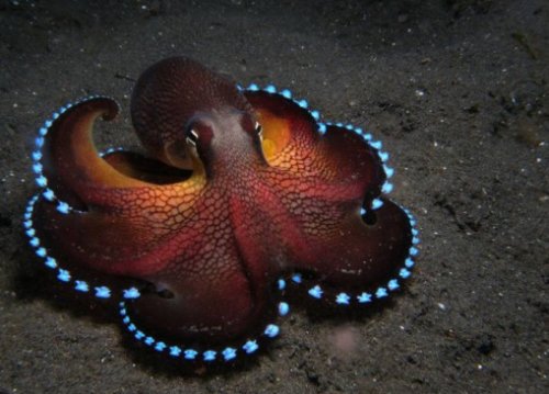 Топ-10: Удивительные и необычные осьминоги