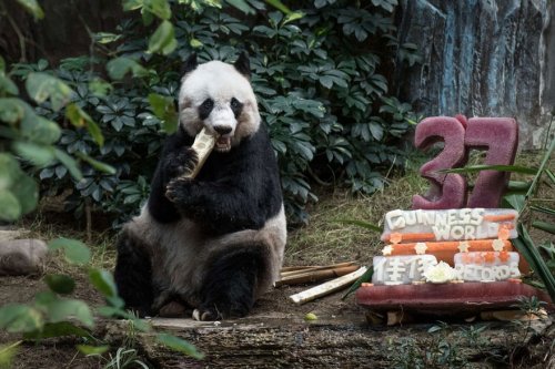 Панда-долгожительница Цзя-Цзя отметила 37-ой день рождения (3 фото + видео)