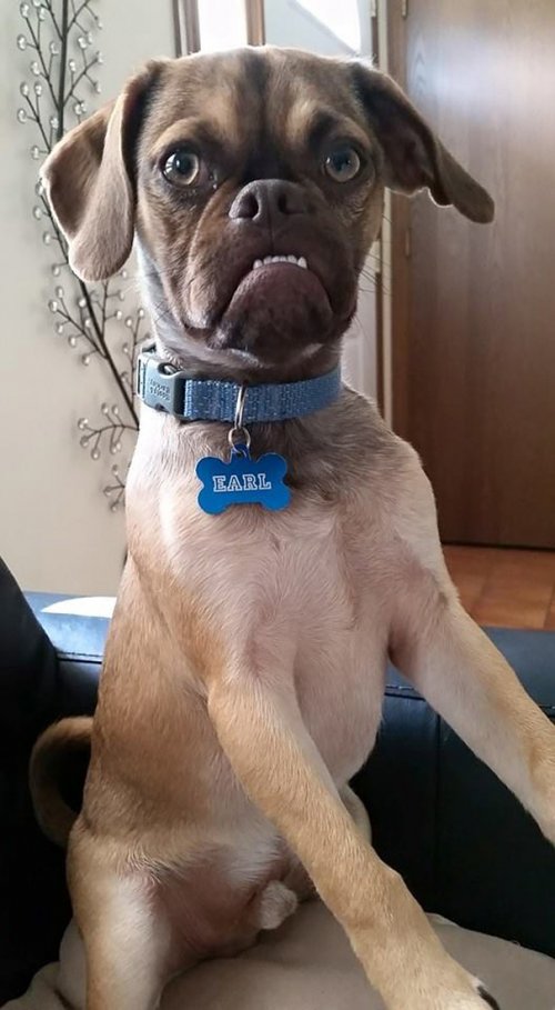 Grumpy Dog по кличке Эрл (8 фото)