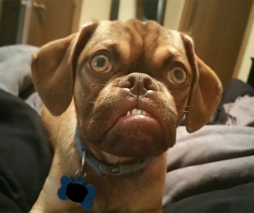 Grumpy Dog по кличке Эрл (8 фото)