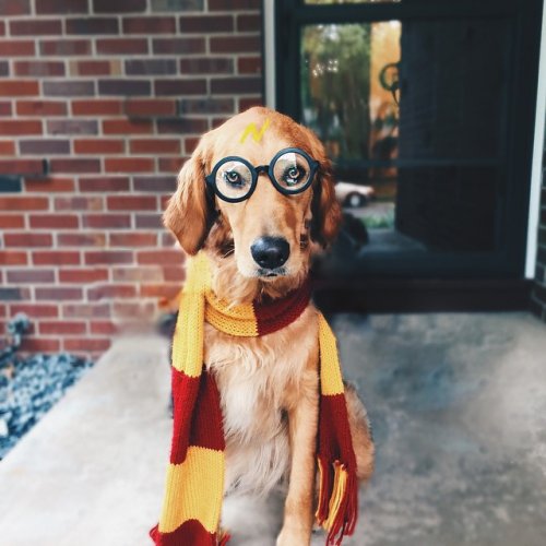 Собаки, которым нравятся фильмы о Гарри Поттере (11 фото)