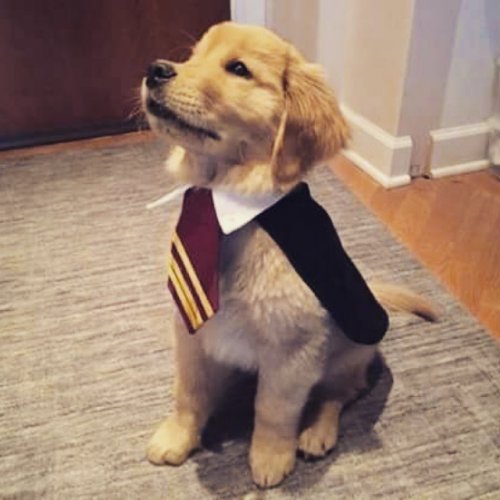 Собаки, которым нравятся фильмы о Гарри Поттере (11 фото)