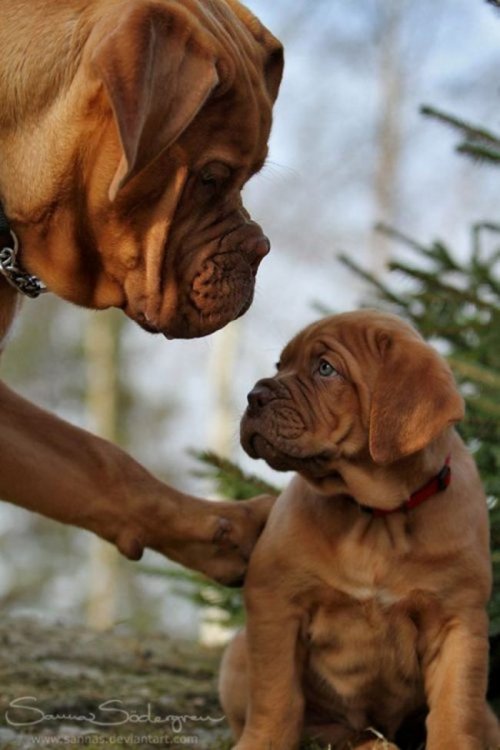 Очаровательные собаки и их мини-копии (31 фото)