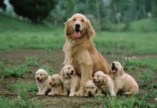 Очаровательные собаки и их мини-копии (31 фото)