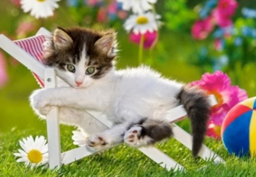 Кошки, знающие толк в летнем отдыхе (10 фото)