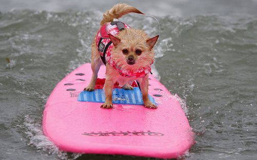 В Калифорнии прошли соревнования по серфингу среди собак (12 фото)