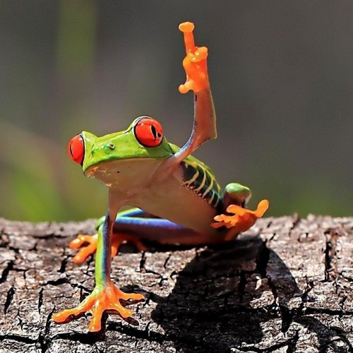 Забавные лягушки в фотографиях (20 фото)