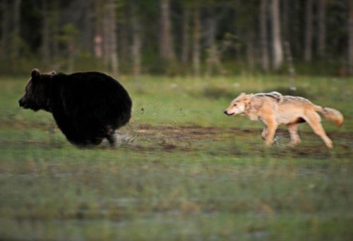 Невероятная дружба медведя и волчицы (10 фото)