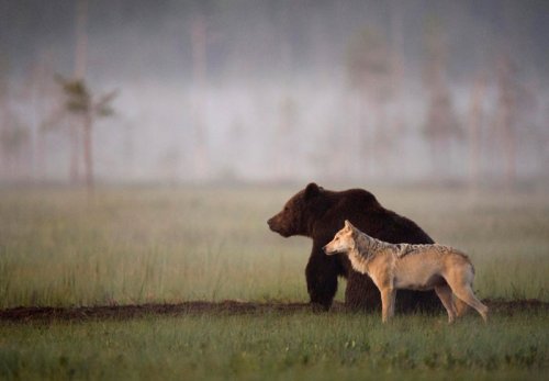 Невероятная дружба медведя и волчицы (10 фото)