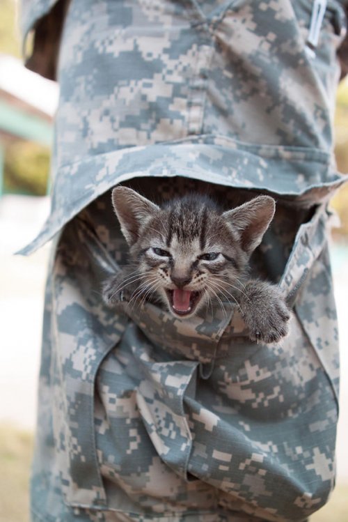 Военные рядом с кошками (26 фото)