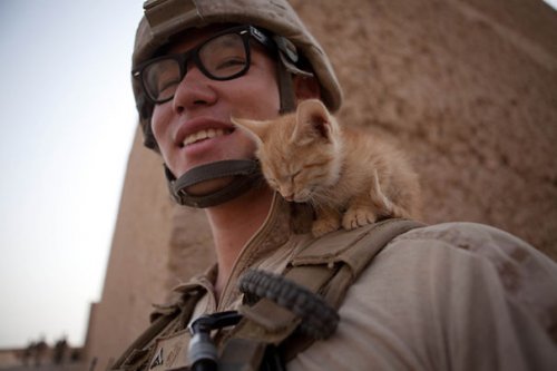 Военные рядом с кошками (26 фото)
