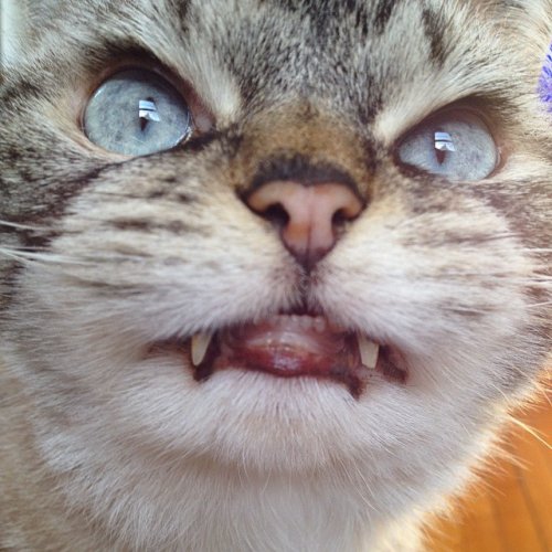 Очаровательный котик Локи с внешностью вампира (15 фото)