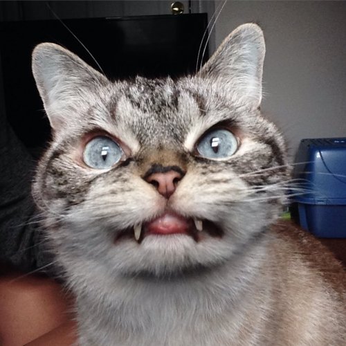 Очаровательный котик Локи с внешностью вампира (15 фото)