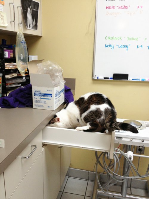 Как ведут себя кошки, попав к ветеринару (37 фото)