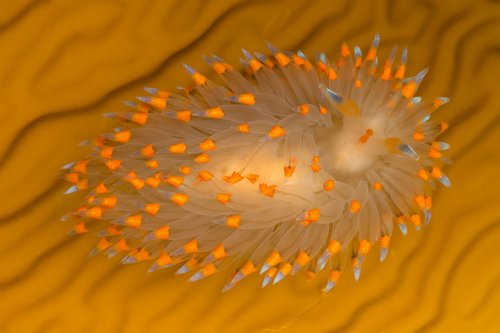 Потрясающе красивые морские моллюски (31 фото)
