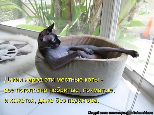Свежая котоматрица для хорошего настроения (31 фото)