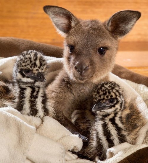 Очаровательная дружба птенцов эму и кенгурёнка (4 фото)