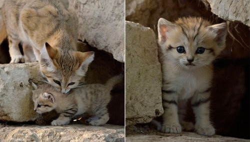 Барханные кошки - взрослые котята (11 фото)