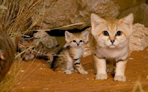 Барханные кошки - взрослые котята (11 фото)