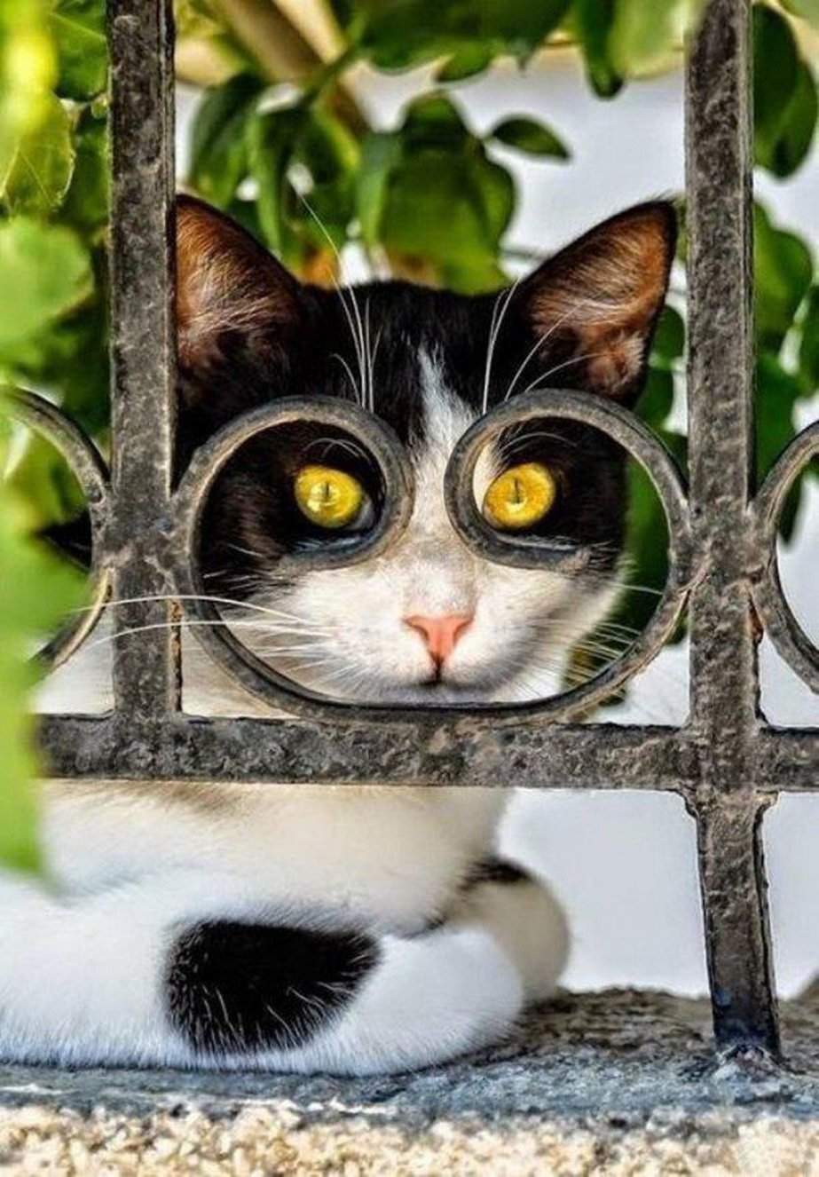 Прикольные картинки. Котики смешные. Прикольный кот. Любопытная кошка. Любопытный котенок.