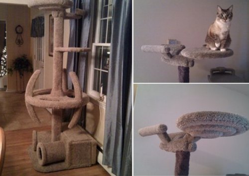 Необычные и прикольные кошачьи башни (10 фото)