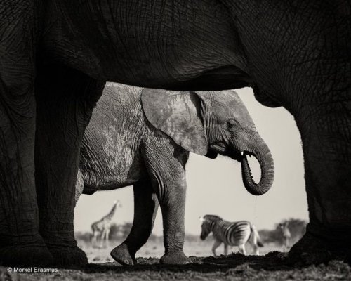 Великолепные снимки участников фотоконкурса Wildlife Photographer of the Year 2015 (10 фото)