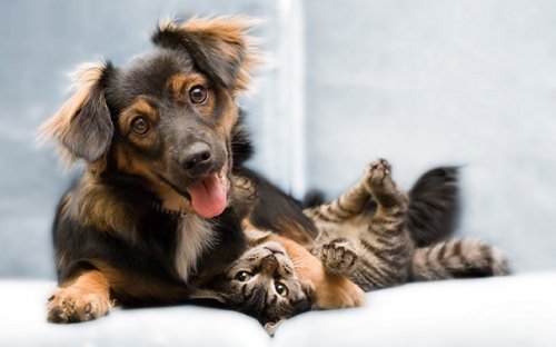 Очаровательные примеры дружбы кошек и собак. Часть 1 (27 фото)