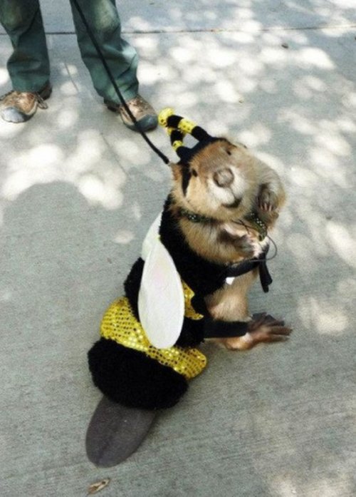 Животные в костюмах пчёл (10 фото)
