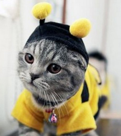 Животные в костюмах пчёл (10 фото)