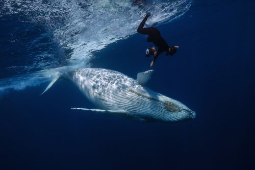 Впечатляющие фотографии китов, сделанные подводным фотографом Габи Баратью (29 фото)