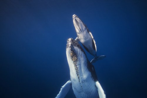Впечатляющие фотографии китов, сделанные подводным фотографом Габи Баратью (29 фото)