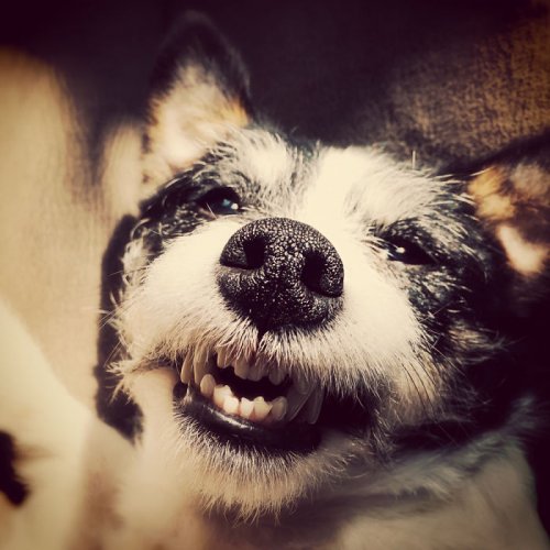 Пост собачьей радости и счастья (36 фото)
