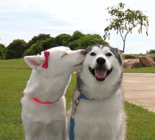Пост собачьей радости и счастья (36 фото)