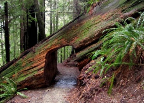 Тоннели сквозь гигантские деревья (10 фото)