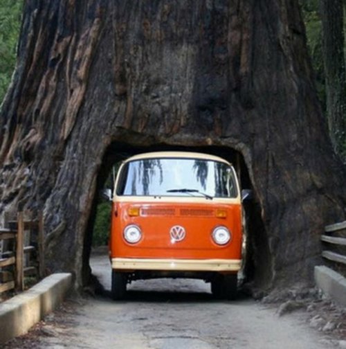 Тоннели сквозь гигантские деревья (10 фото)