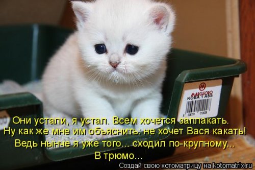 Еженедельная котоматрица (26 фото)