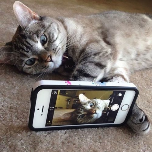Самая знаменитая кошка в Instagram с 2,3 млн подписчиков (15 фото)