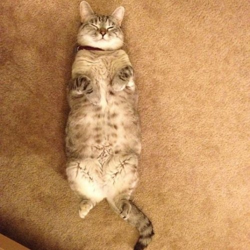 Самая знаменитая кошка в Instagram с 2,3 млн подписчиков (15 фото)