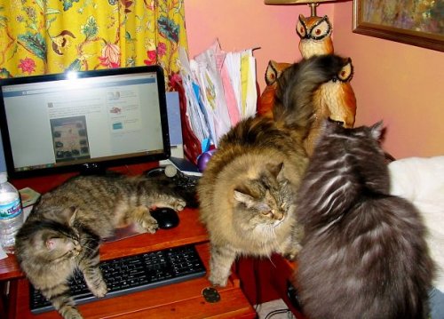 Кошки, которым плевать на ваше личное пространство (36 фото)