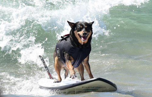 Соревнования среди собак-сёрфингистов Surf City Surf Dog-2015 (22 фото)