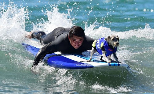 Соревнования среди собак-сёрфингистов Surf City Surf Dog-2015 (22 фото)