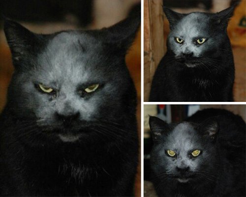 Кот-демон, фотография которого облетела весь Интернет (4 фото)