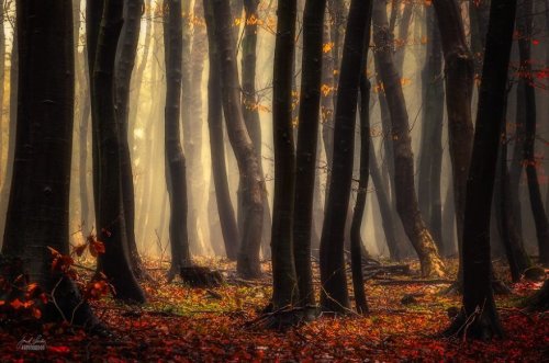 Осенний лес в фотографиях Янека Седлара (20 фото)